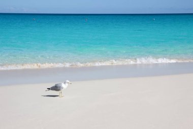 Beyaz kum Karayip sahilinde martı, Nassau, Bahamalar