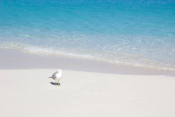 Sirály Fehér Homokos Karibi Strandon Nassau Bahama Szigetek — Stock Fotó