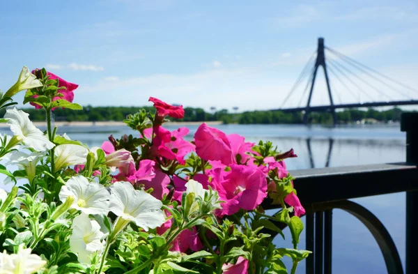 Spring Flowers Embankment Dnieper River Kyiv Ukraine — Stock Photo, Image