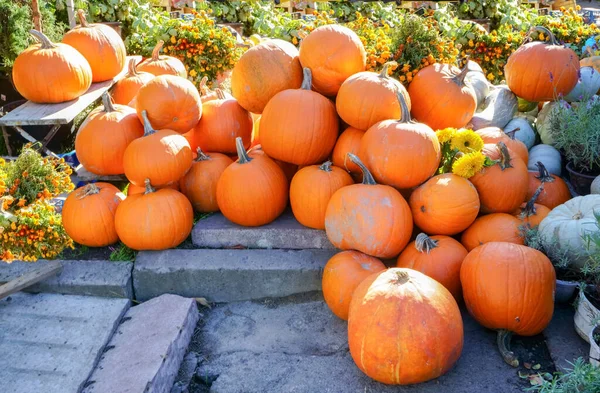 Groupe Citrouilles Saisonnières — Photo