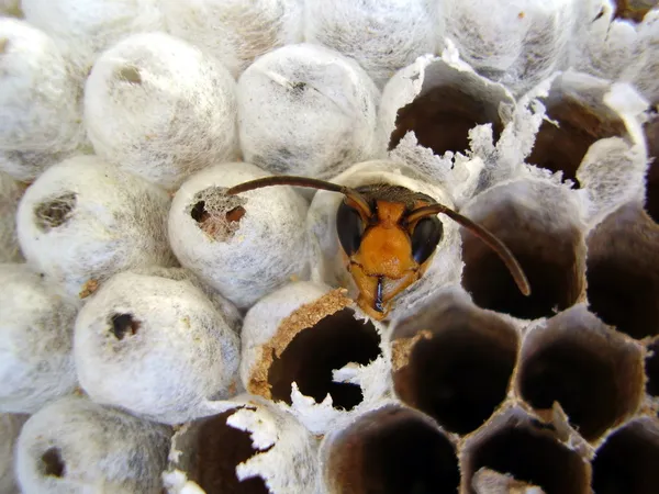 Yuvadan çıkan yaban arısı — Stok fotoğraf