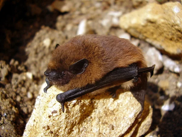 Pipistrelle morcego Fotografias De Stock Royalty-Free