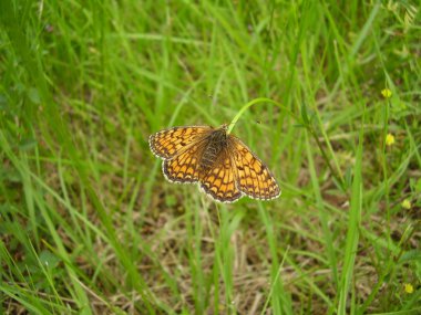 Heath fritillary kelebek
