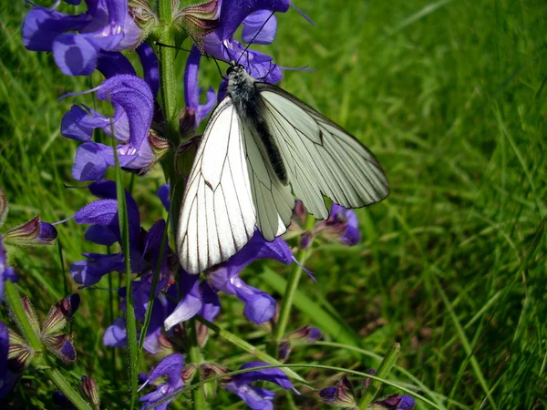 Zwarte geaderde witte vlinder — Stockfoto