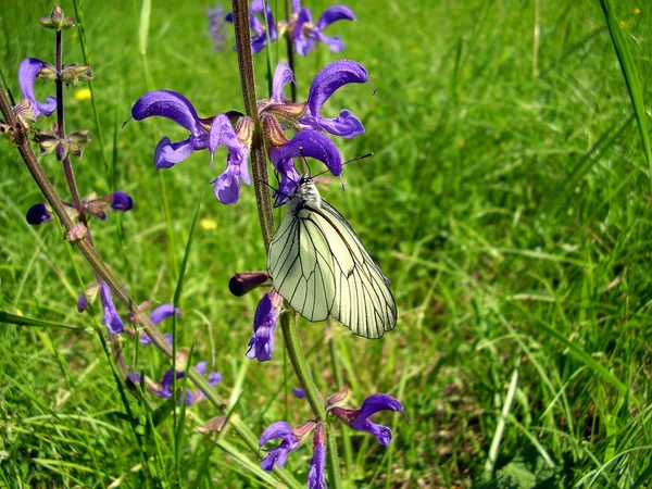 Papillon blanc veiné noir — Photo