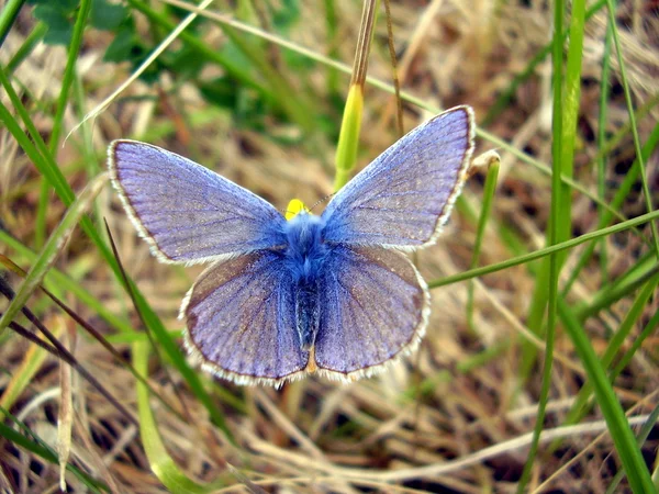 Borboleta azul comum — Fotografia de Stock