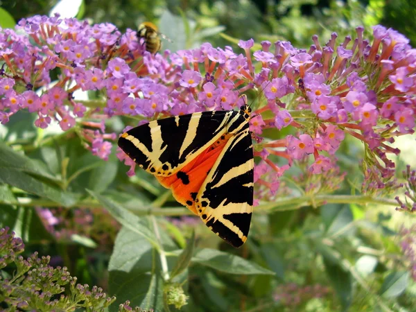 Jersey tiger fjäril — Stockfoto