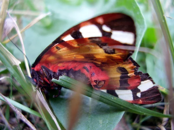 Cream-spot Tiger Moth — Stock Photo, Image