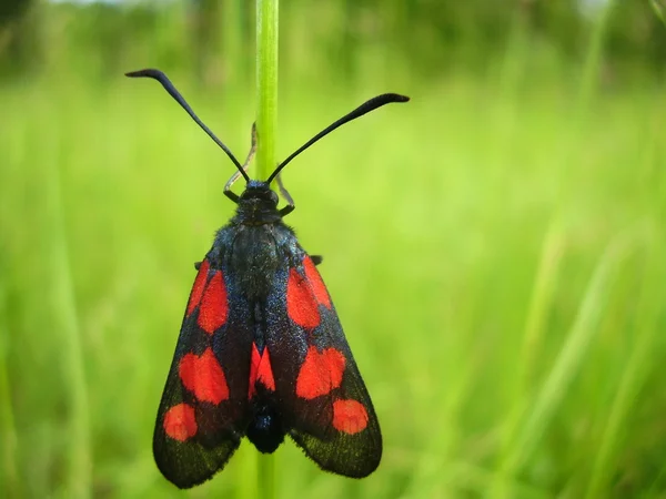 Fem plats burnet moth — Stockfoto