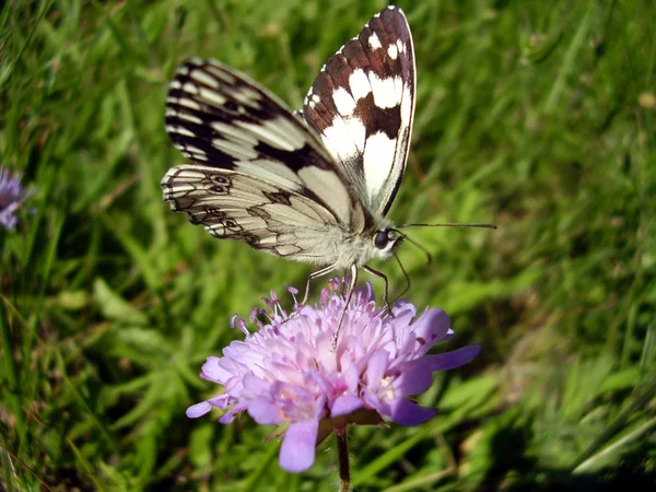 Marmorierter weißer Schmetterling — Stockfoto