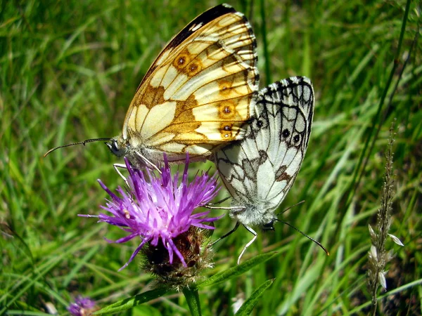 Gemarmerde witte vlinders paring — Stockfoto