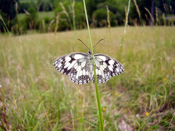 Farfalla bianca marmorizzata — Foto Stock