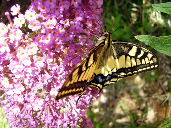 Farfalla coda di rondine — Foto Stock