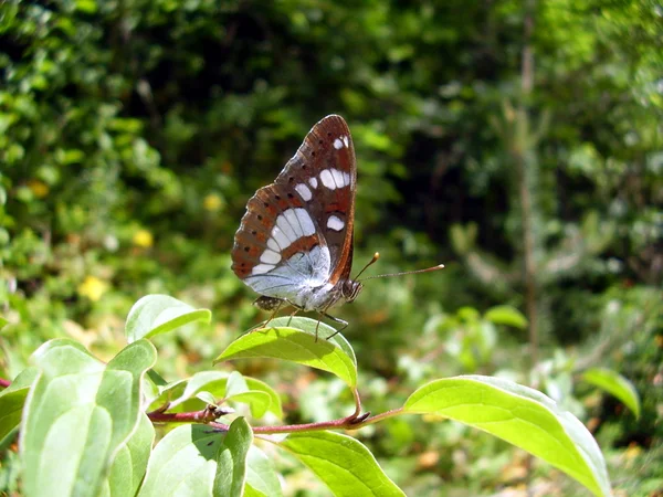Ammiraglio Bianco Meridionale Butterfly — Foto Stock