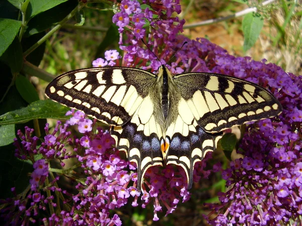 Papillon hirondelle — Photo
