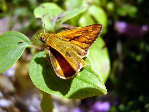 Pequeña mariposa patrón — Foto de Stock