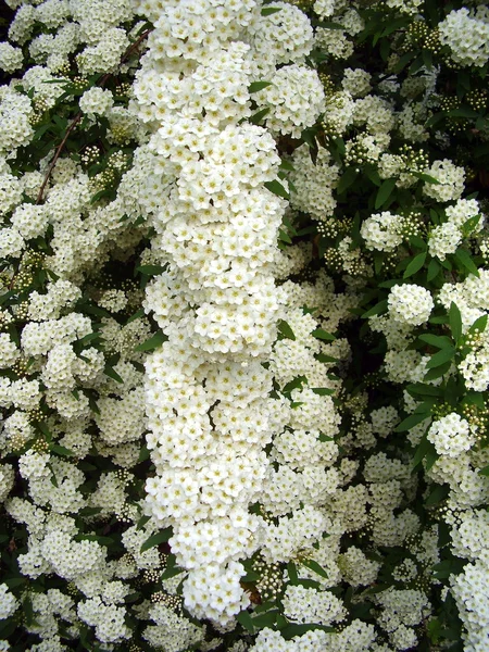 Spirea arguta — Stock Photo, Image