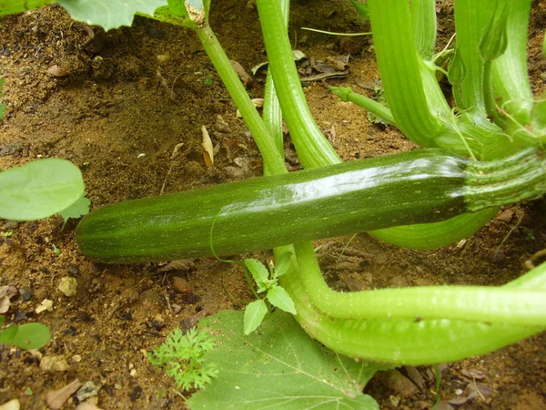 Zucchini växt — Stockfoto