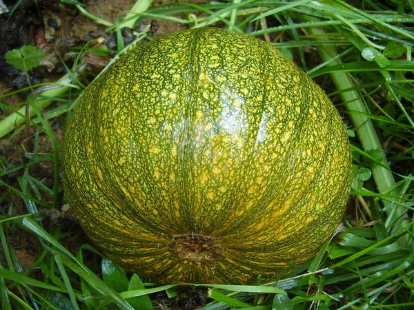 Autumn Gold Pumpkin — Stock Photo, Image