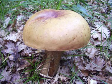 Boletus Luridus Mushroom clipart