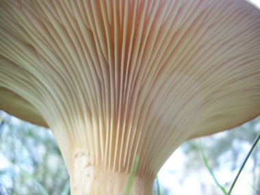Clitocybe gibba solungaçları