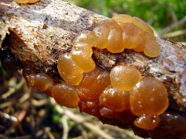 Common Jellyspot Fungus clipart