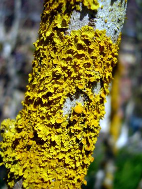 Lichen Xanthoria parietina clipart
