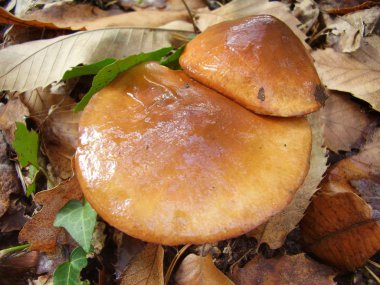 kaygan jack mantar çifti