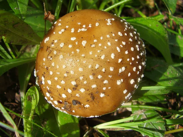 Amanita Pantherina (Cogumelo Pantera Cap ) — Fotografia de Stock