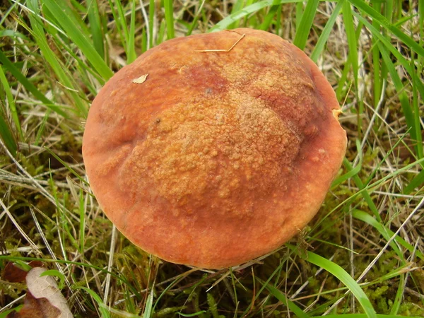 Boletus rubellus — Fotografia de Stock