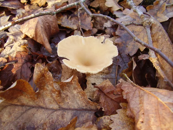 Clitocibe Graminicola Cogumelo — Fotografia de Stock