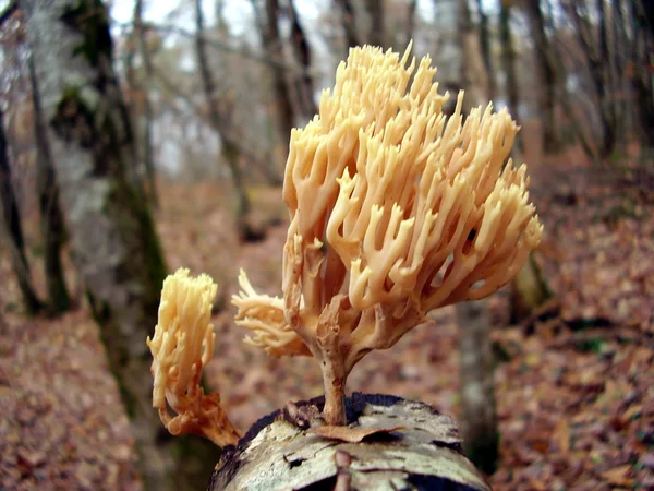 Calocera viscosa — Stock Photo, Image