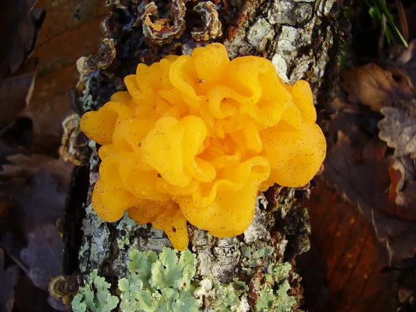 Fungi Tremella Mesenterica — Stock Photo, Image