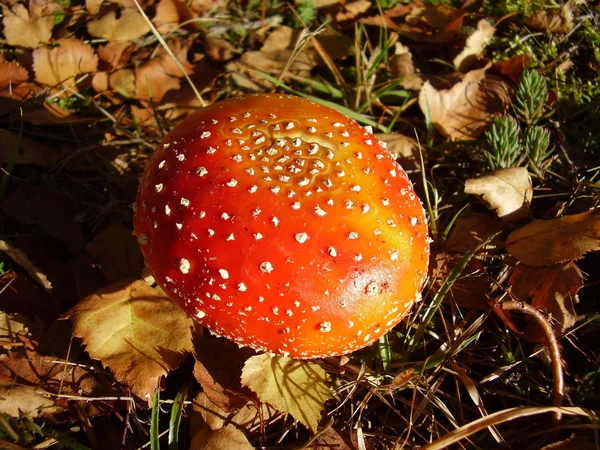 Amanita muscaria aka flyga person svamp — Stockfoto