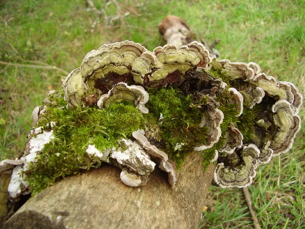 Pevníků hirsutum houby aka chlupatý drapérie kůra — Stock fotografie