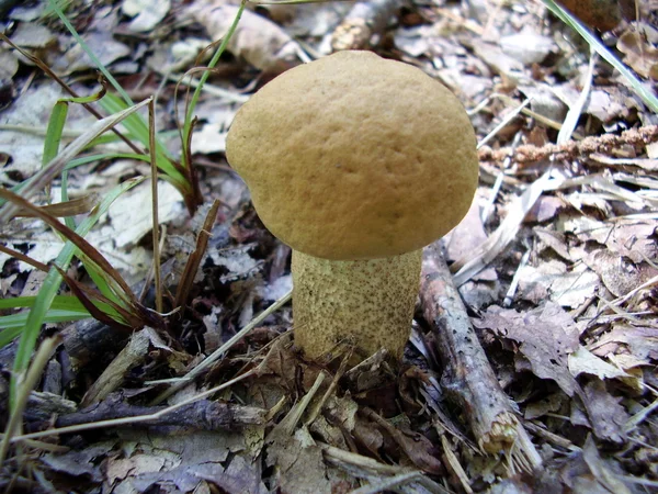 Champignon Bolete en bouleau orange — Photo