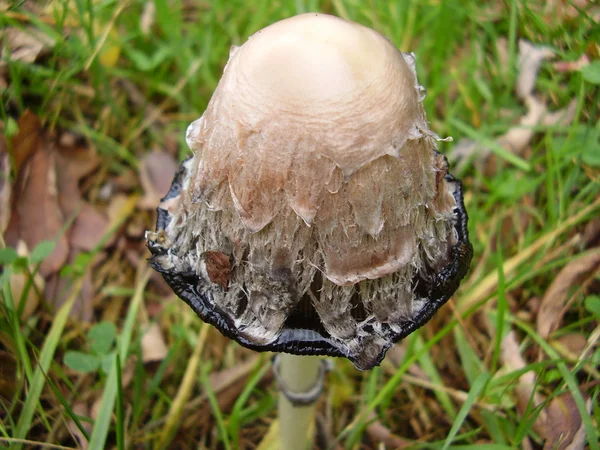 Coprinus comatus или Shaggy Ink Cap Mushroom или Judge 's Wig — стоковое фото