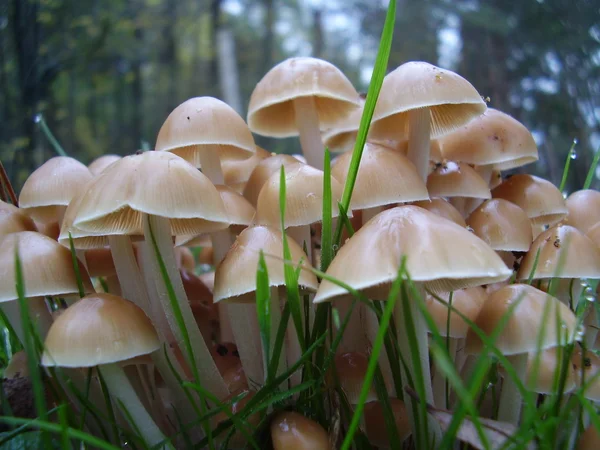 Mycena inclinata mushrooms — Stock Photo, Image