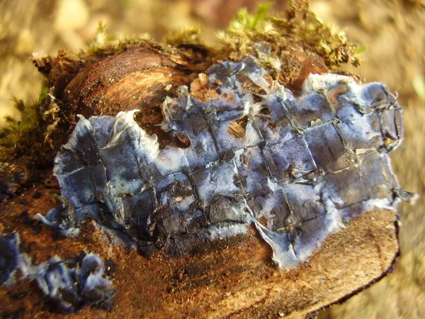 Terrana caerulea (kobalt korst) — Stockfoto