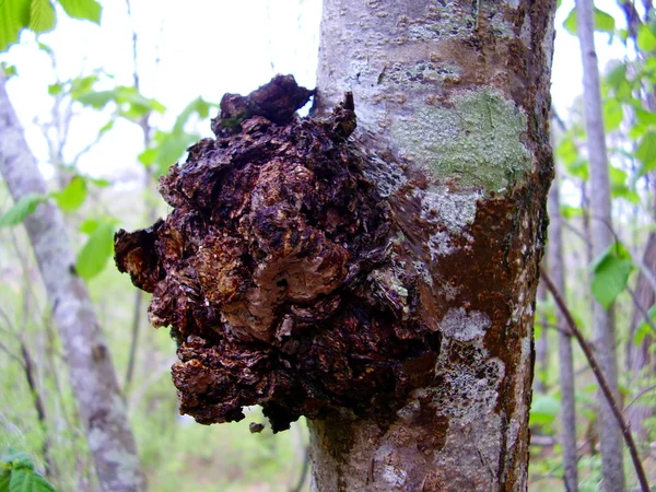 Grzyb Chaga — Zdjęcie stockowe