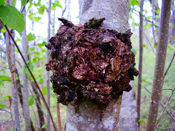 Grzyb Chaga — Zdjęcie stockowe