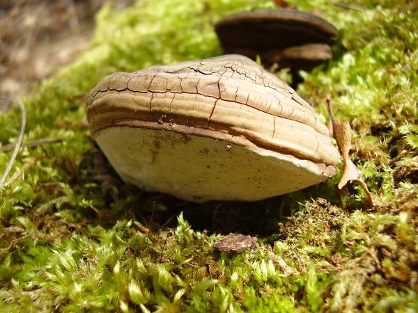 Phellinus igniarius гриб — стоковое фото