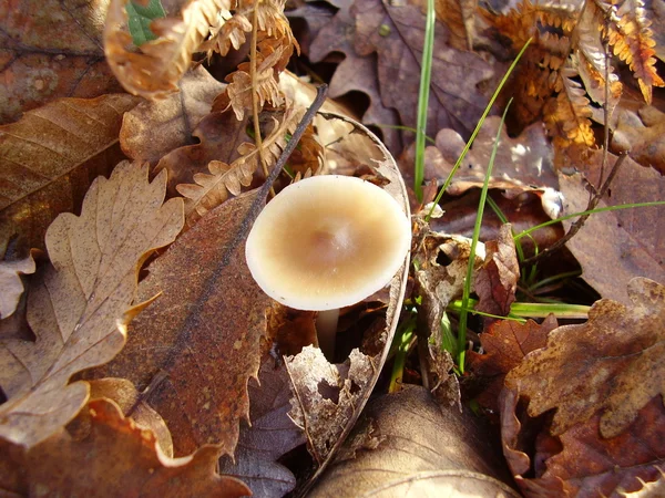 Hebeloma crustuliniforme aka jed koláč houby — Stock fotografie