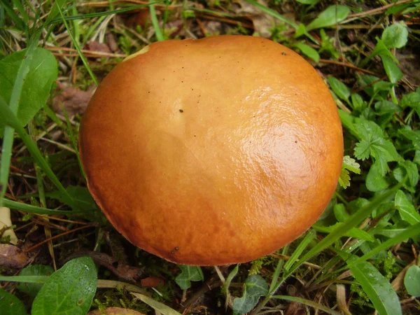 Suillus Granulatus alias Weeping Bolete — Foto Stock