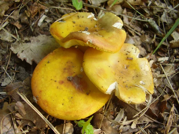 Amarelo Gilled Russula Cogumelo — Fotografia de Stock