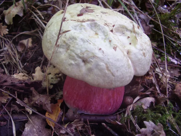 ΣΑΤΑΝΑΣ Boletus Εικόνα Αρχείου