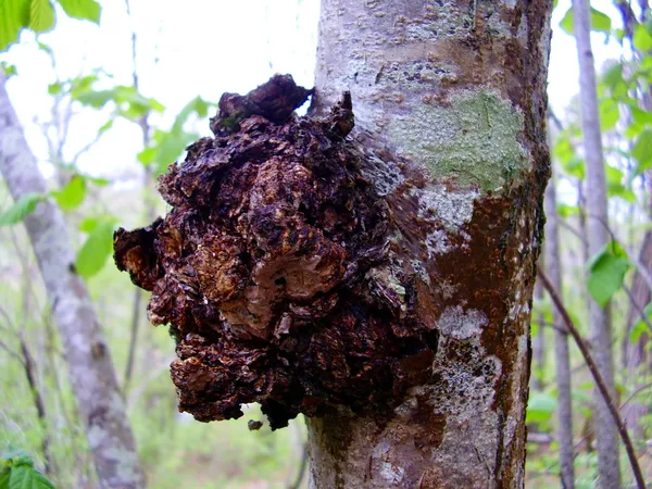 Champiñón Chaga Imágenes de stock libres de derechos