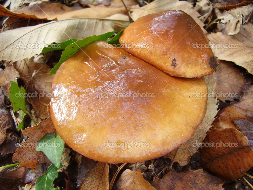 Pair of Slippery Jack Mushrooms Stock Photo by ©PlazacCameraman 18128087