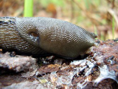 küllü gri slug
