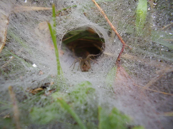 Europeiska funnel web spider — Stockfoto